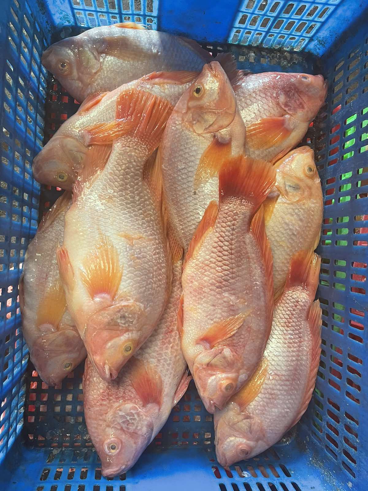 Red Tilapia