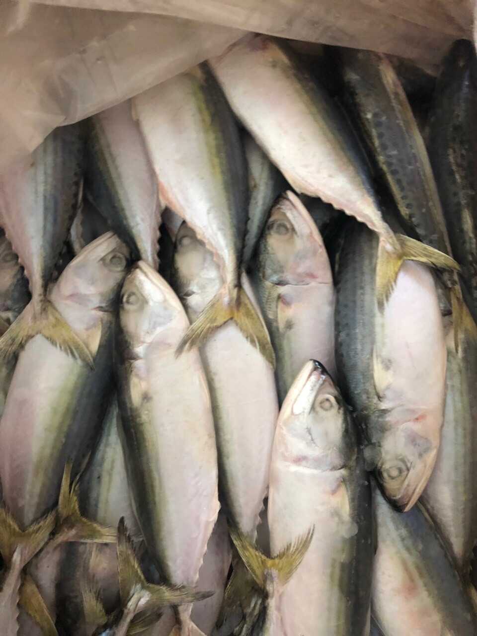 Indian Mackerel