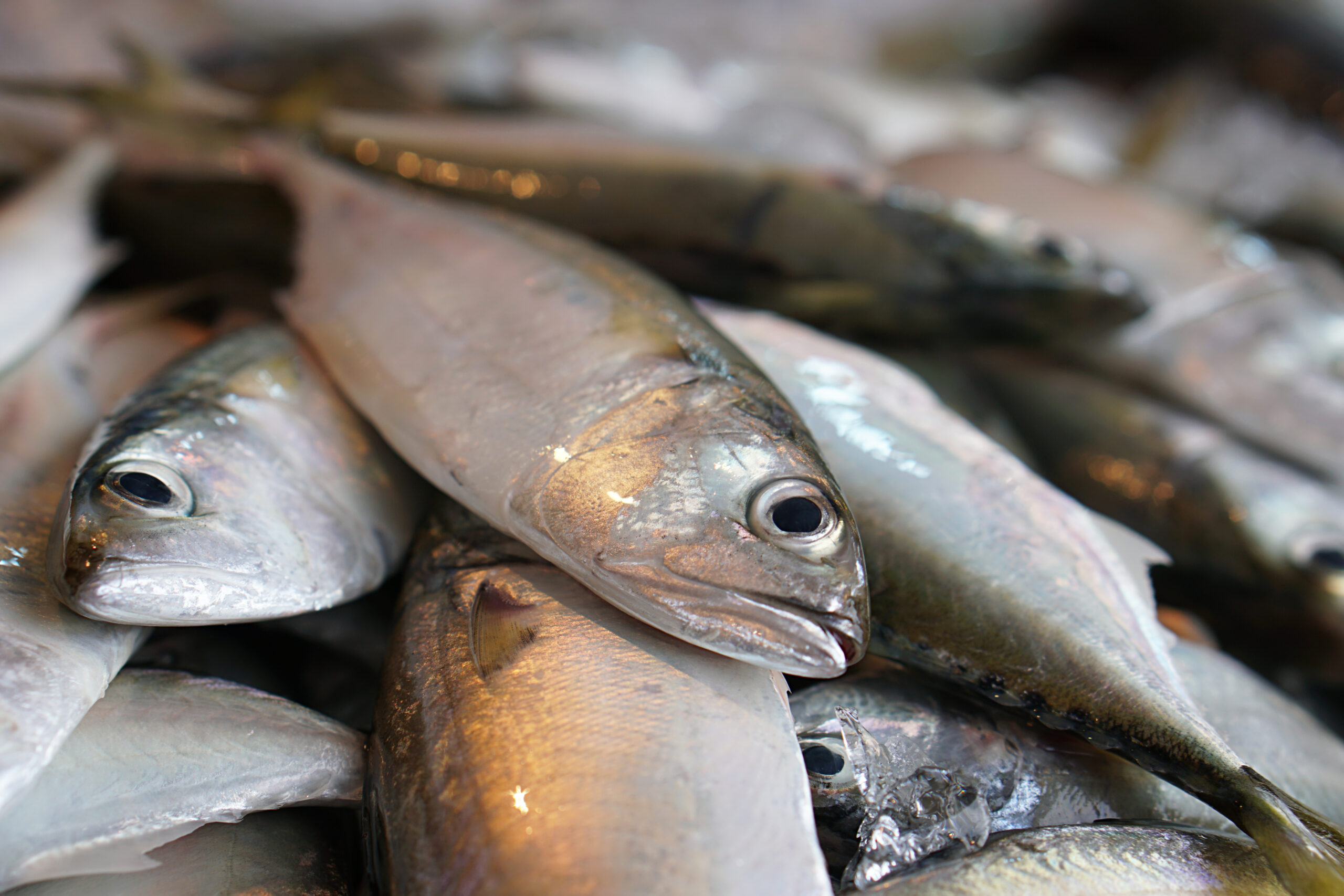 Short body mackerel