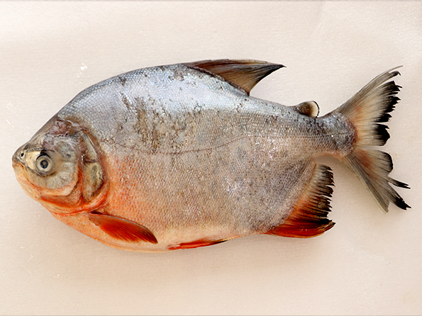 Red Pacu