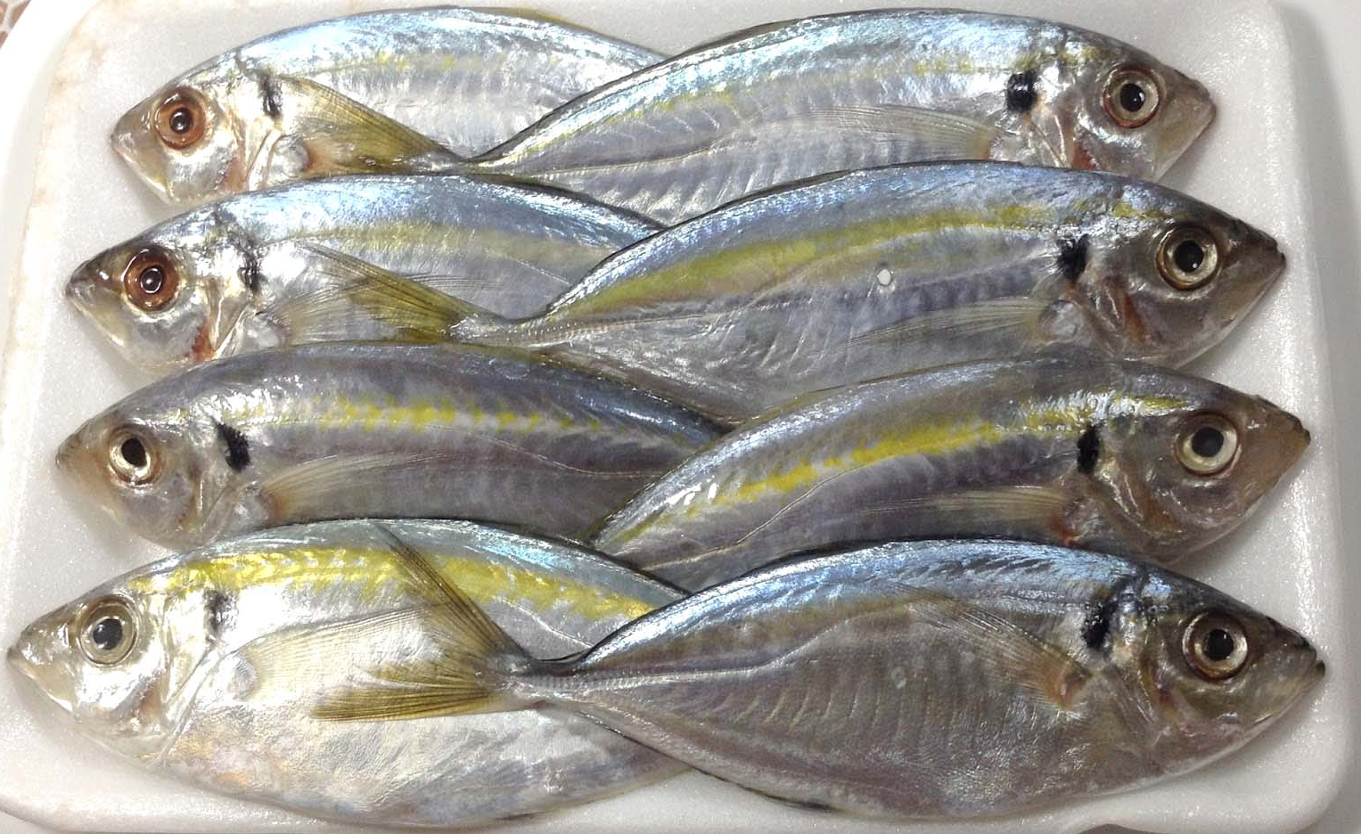 Yellow Stripe Trevally