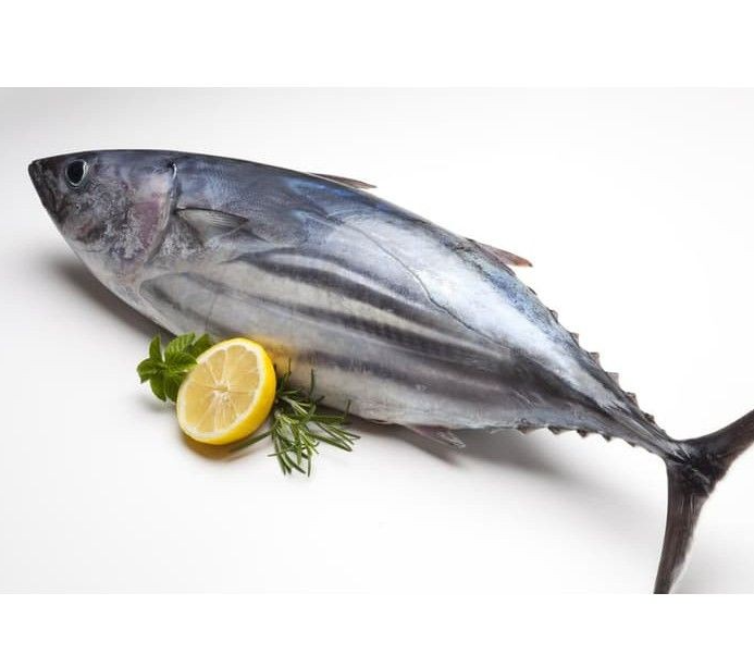 Skipjack tuna