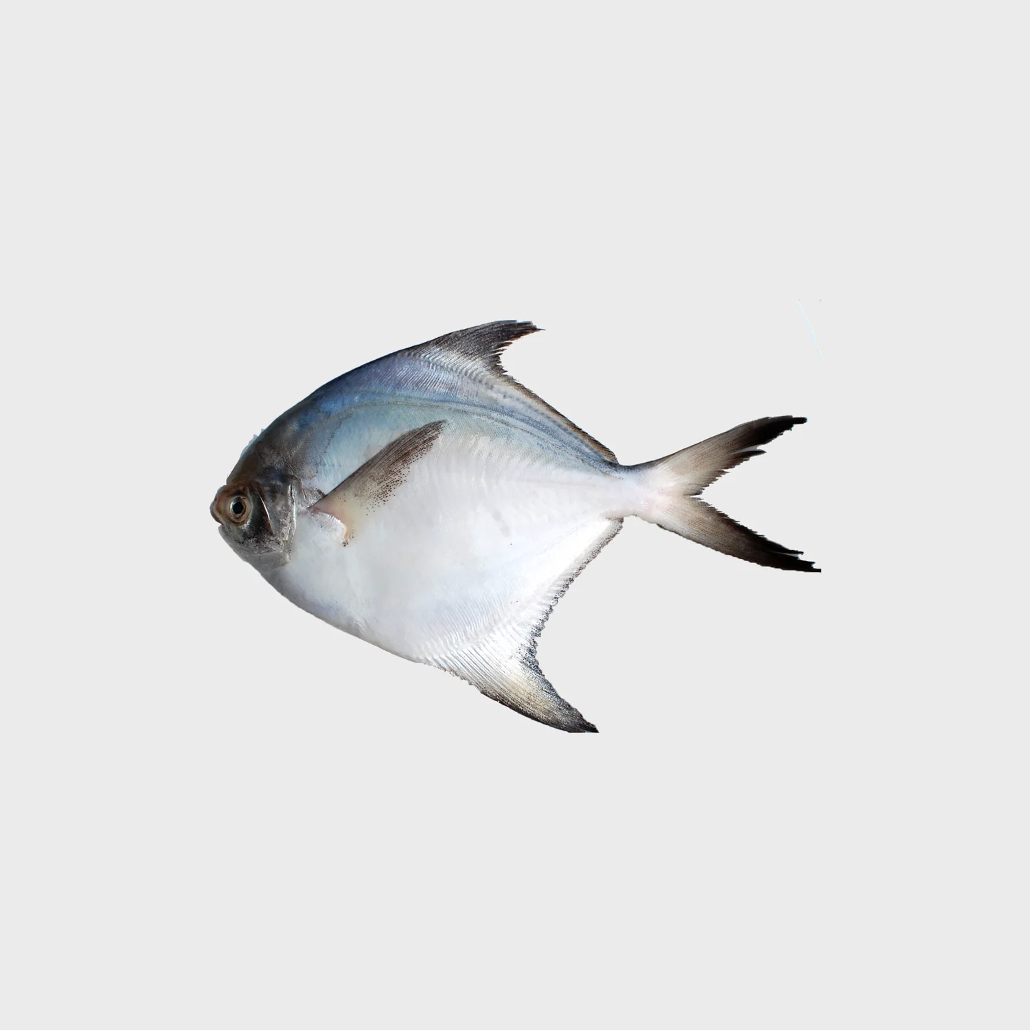 Silver pomfret