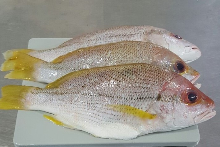 Indian Snapper