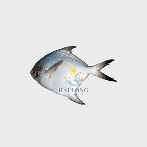 Silver pomfret