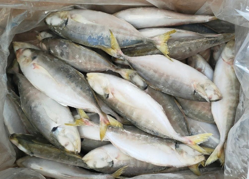 Yellowtail Scad