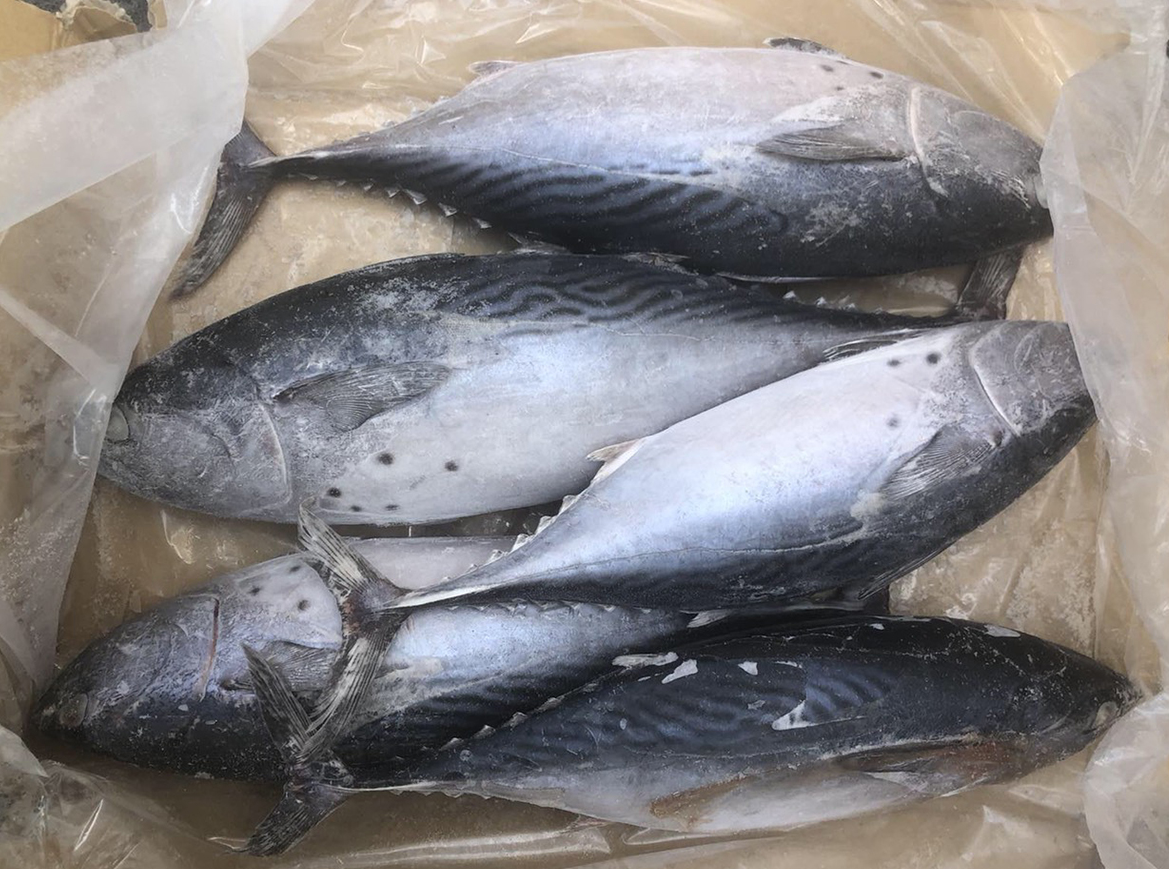 Bonito Tuna