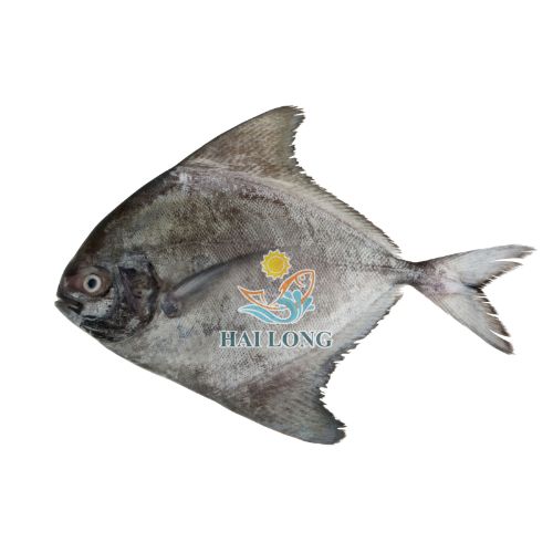 Black pomfret