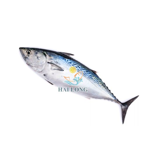 Bonito Tuna