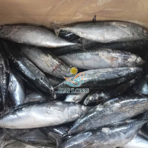 Bullet tuna