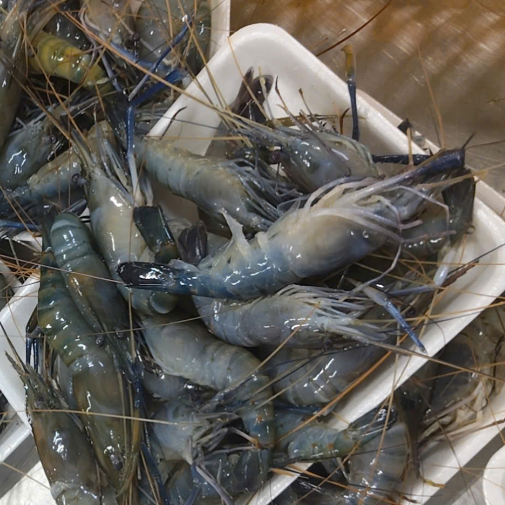 Prawn