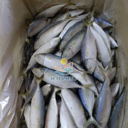 Indian Mackerel
