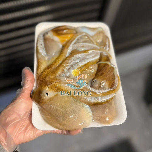 Squid-Octopus