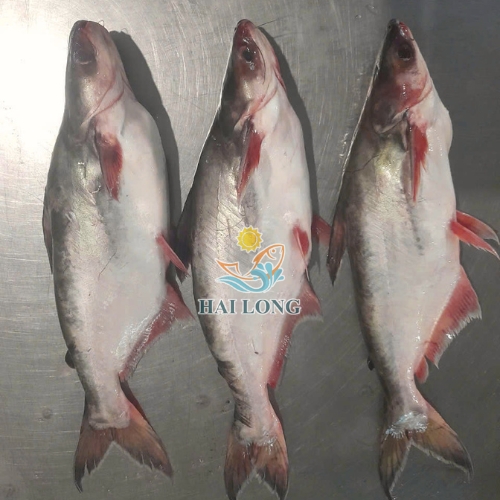 Pangasius