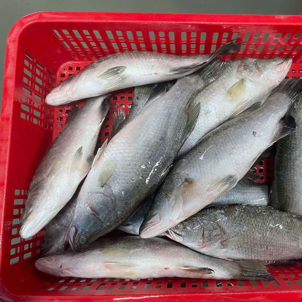 River Fish