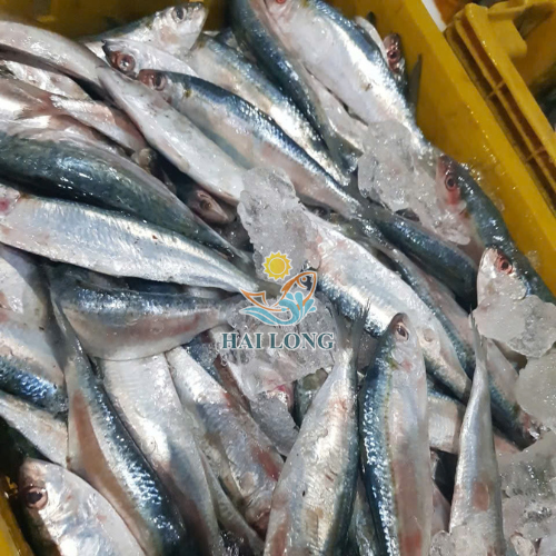 Sardine