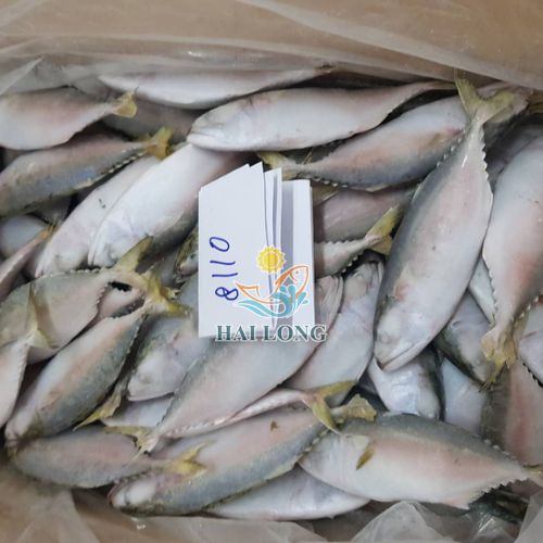 Short body mackerel