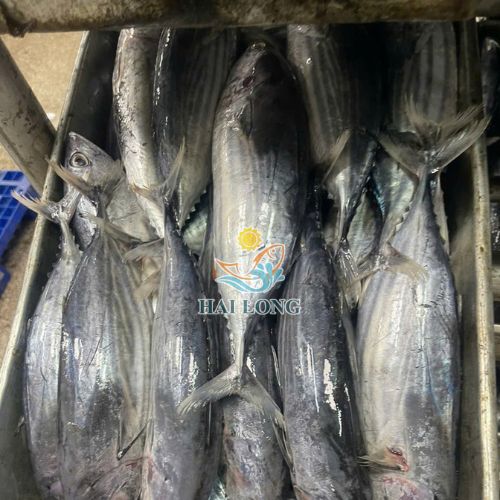 Skipjack tuna
