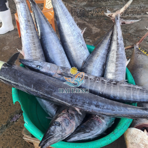 King Fish/ Wahoo/ Tenggiri