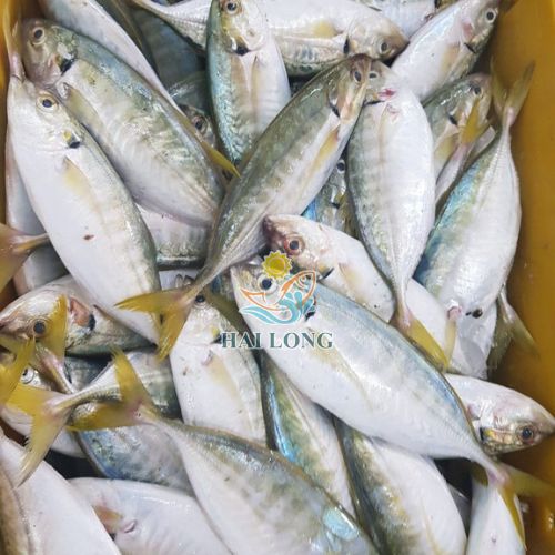 Yellowtail Scad
