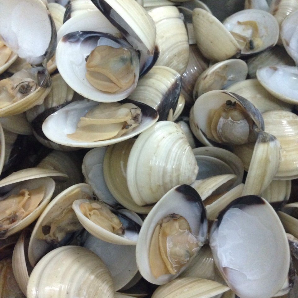 White Clam