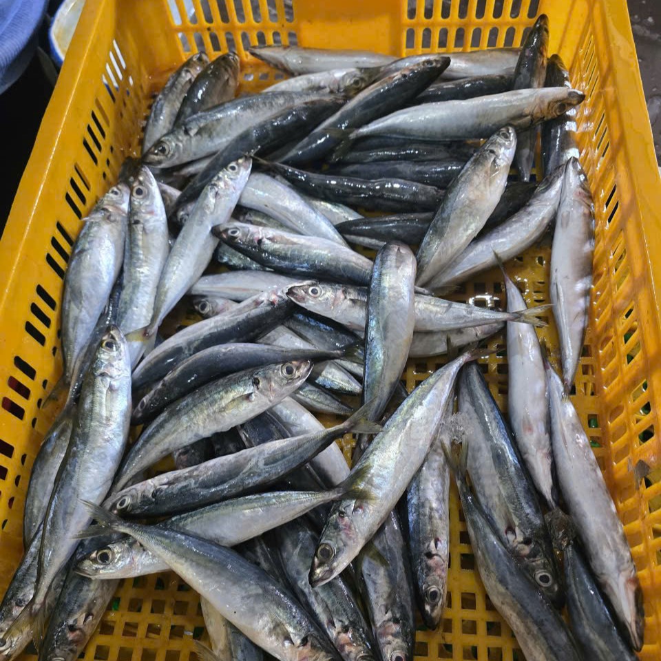 The Ultimate Guide to Layang Scad Fish: Nutrition, Taste, and How to Cook It Perfectly